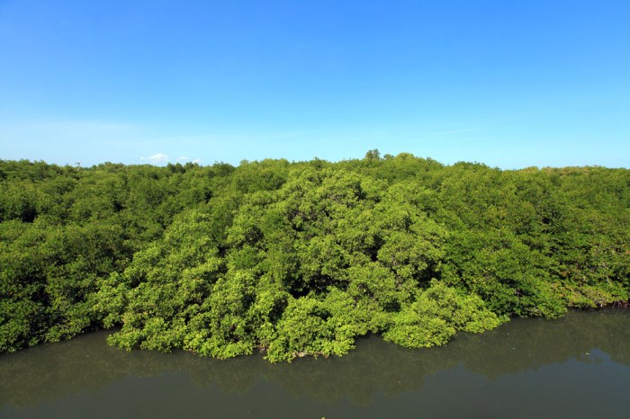 hutan mangrove bali