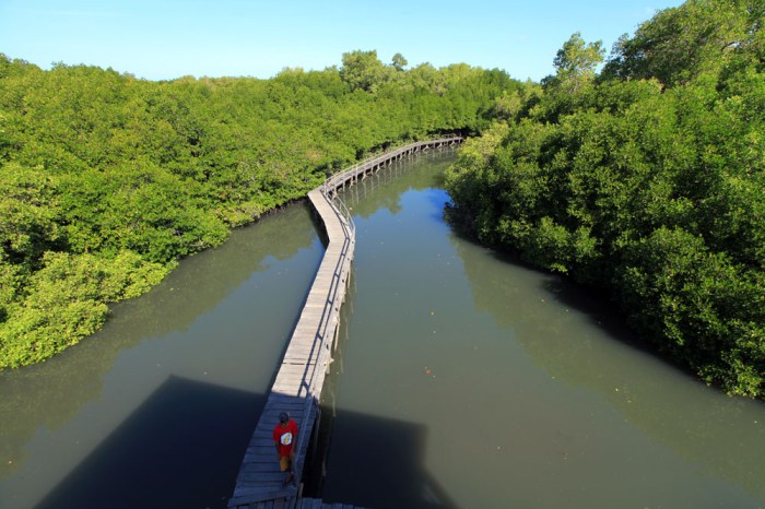 hutan mangrove bali
