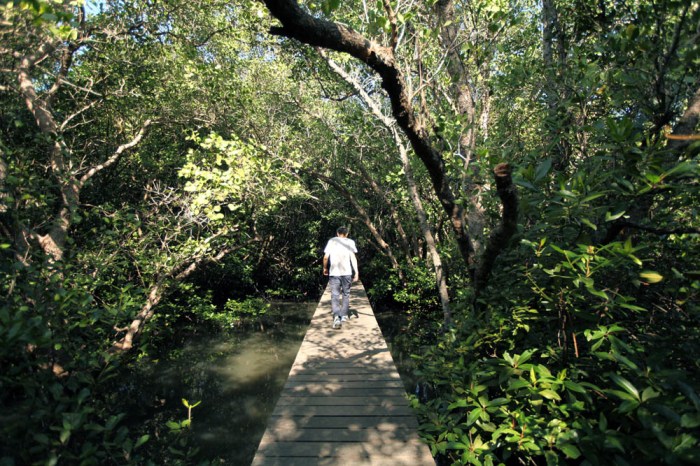 hutan mangrove bali