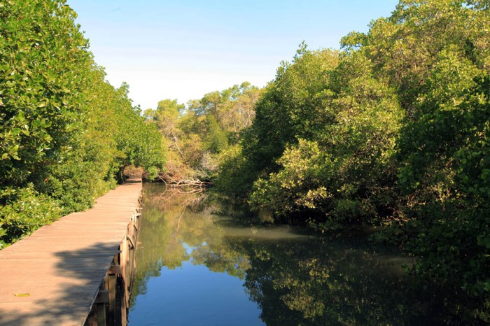 hutan mangrove bali