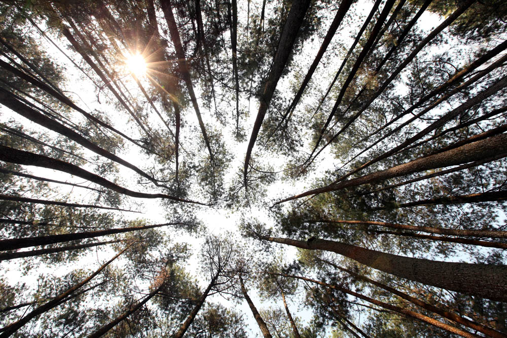 hutan pinus 01_blog
