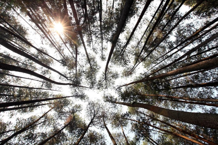 hutan pinus 01_blog
