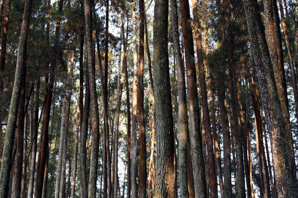 hutan pinus 02_blog